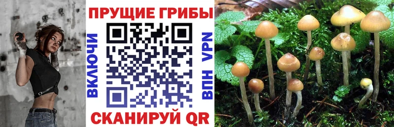 Купить  Североуральск  Галлюциногенные грибы MAGIC MUSHROOMS 